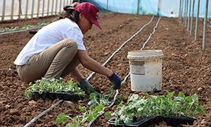 柏树乡枣林村：大棚西瓜栽种忙 “甜蜜”产业促振兴