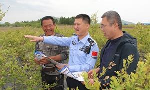 吉林白山：“藏青蓝”守护蓝莓花开