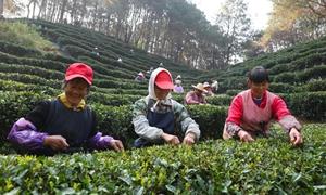 覃塘区:6万亩春茶产值超3亿元