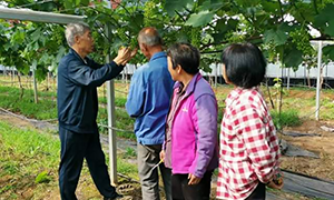 新安县:葡萄管护忙 疏果促增收