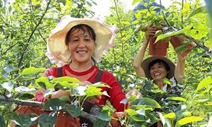 白杨坪镇：注入项目建设新活力 激活乡村振兴强引擎