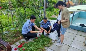 警地携手铲罂粟让“罪恶之花”无处绽放