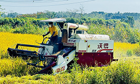 贺胜桥镇：风吹稻浪 秋收正忙