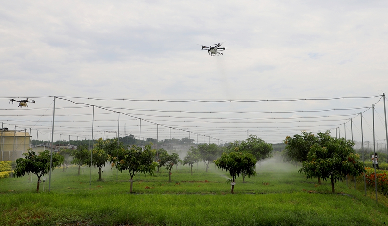 百色芒果基地智能管理(邓蕾雅摄).jpg 百色芒果基地智能管理(邓蕾雅摄).jpg