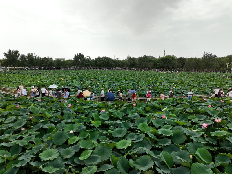 第一师阿拉尔市十六团新开岭镇荷花文化旅游活动中,游客们穿梭在荷塘边的小径上。张凯 摄.jpg 第一师阿拉尔市十六团新开岭镇荷花文化旅游活动中,游客们穿梭在荷塘边的小径上。张凯 摄.jpg