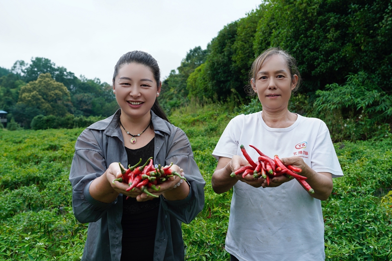 繁荣村村民们正在田野间采摘辣椒.jpg