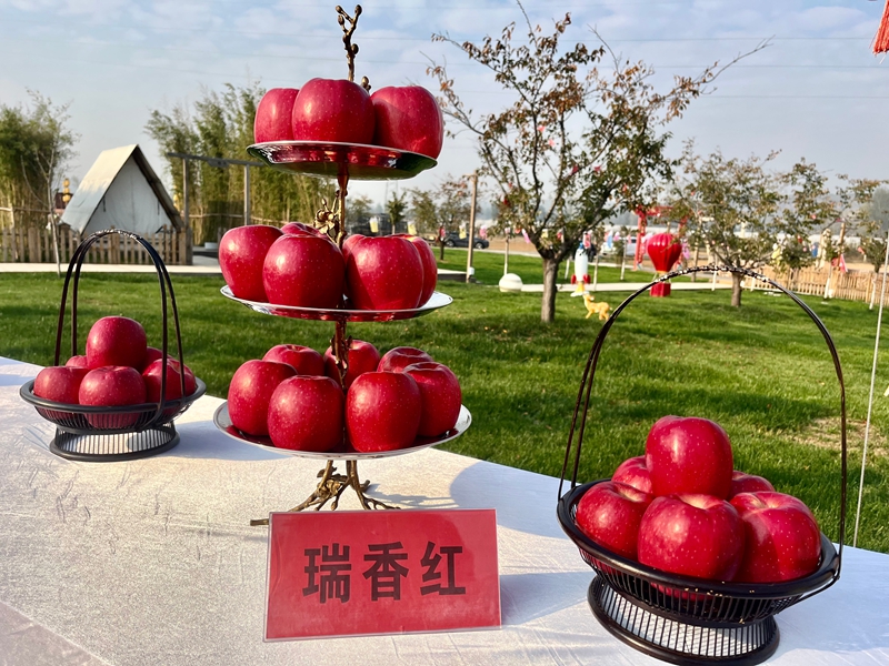 中国好苹果大赛(2024)河南总决赛金奖-瑞香红.jpg 中国好苹果大赛(2024)河南总决赛金奖-瑞香红.jpg