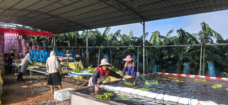 (龚素梅)邕宁区百济镇红星香蕉产业园,当地村民正在清洗香蕉.jpg (龚素梅)邕宁区百济镇红星香蕉产业园,当地村民正在清洗香蕉.jpg