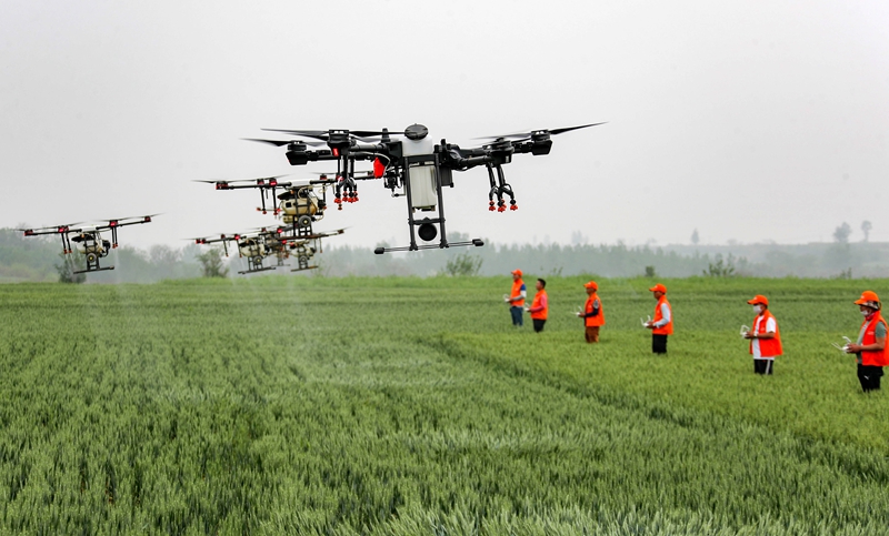 利用植保无人机对麦田进行喷防。.jpg 利用植保无人机对麦田进行喷防。.jpg