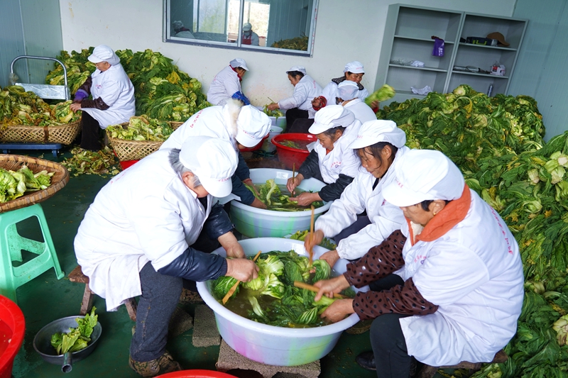 建南咸菜加工中（受访者供图）.jpg