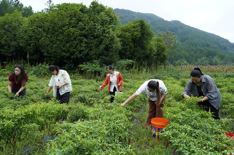 左二费远康，繁荣村村民们正在田野间采摘辣椒.jpg