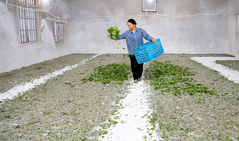 借力多批次模式让养蚕效率产量提5倍(邓蕾雅 摄).jpg 借力多批次模式让养蚕效率产量提5倍(邓蕾雅 摄).jpg