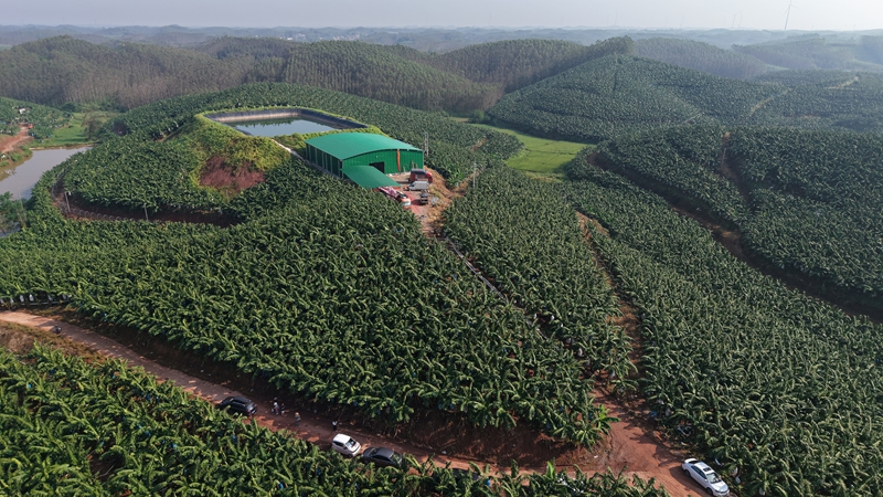 (龚素梅)邕宁区百济镇红星香蕉产业园里一片繁忙景象.jpg (龚素梅)邕宁区百济镇红星香蕉产业园里一片繁忙景象.jpg