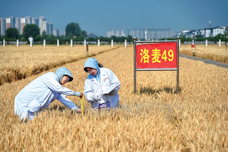 科技人员进行小麦品种鉴选、评价等科研工作.jpg 科技人员进行小麦品种鉴选、评价等科研工作.jpg