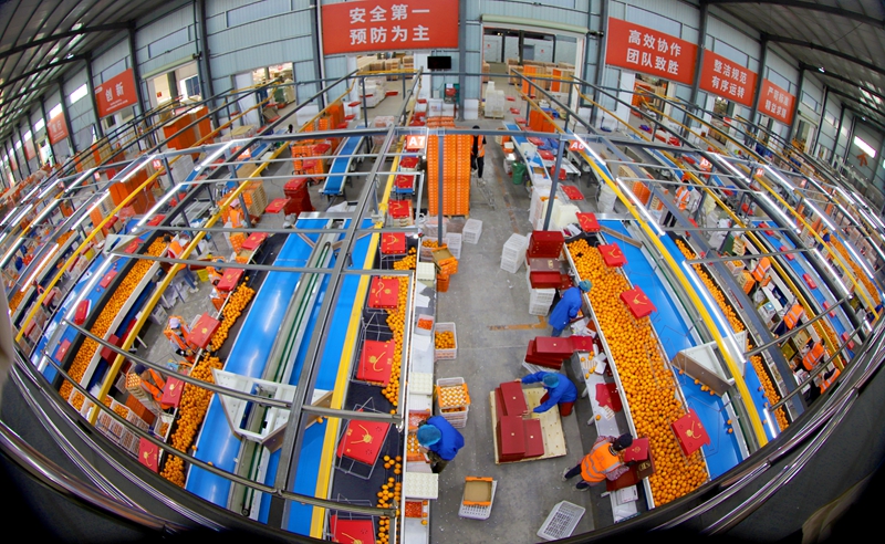 鸣鸣果园机器分选车间(邓蕾雅摄).jpg 鸣鸣果园机器分选车间(邓蕾雅摄).jpg