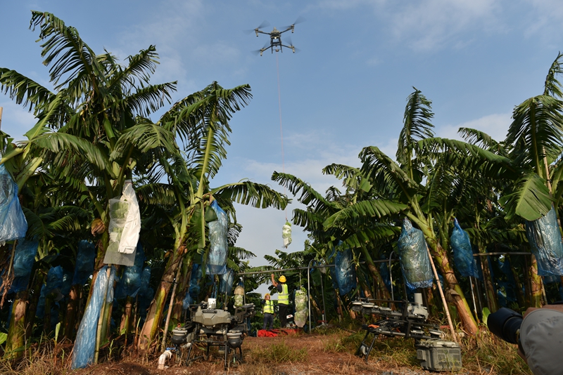 (龚素梅)邕宁区百济镇红星香蕉产业园,无人机正在采摘香蕉.jpg (龚素梅)邕宁区百济镇红星香蕉产业园,无人机正在采摘香蕉.jpg