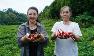 沙溪乡：小辣椒撬动大产业 8500亩辣椒田的富民密码