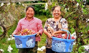 河洛沃野绘锦绣：洛阳“连片棋”撬动乡村产业振兴