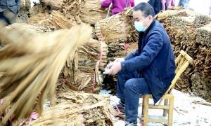 恩施市板桥镇：烟叶收购正当时 “黄金叶”铺就致富路