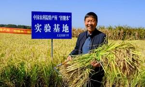 天北大米香飘万里