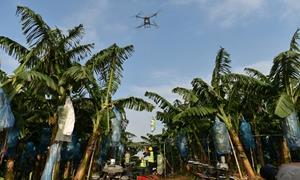 邕宁区：千亩蕉海铺就致富路 “百济香蕉”激活乡村振兴新动能