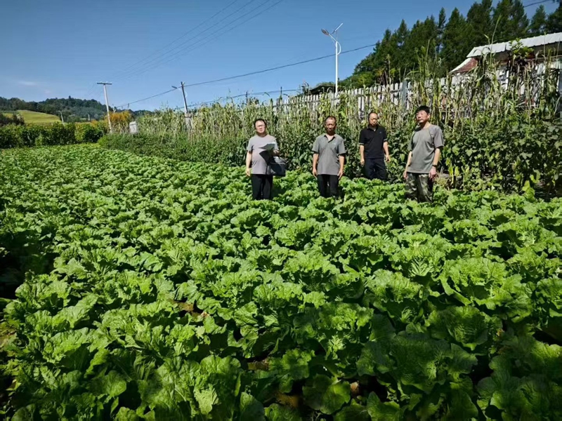 图1:验收贾文明种植的白菜,帮助申请奖补资金。.jpg 图1:验收贾文明种植的白菜,帮助申请奖补资金。.jpg