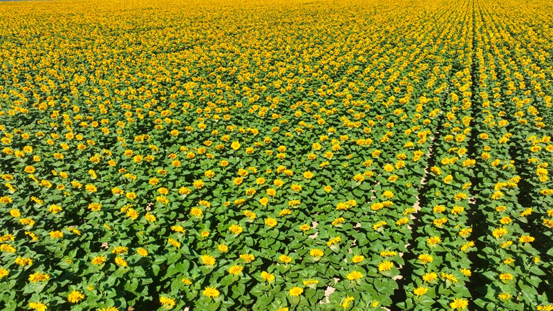 7月13日,航拍新疆生产建设兵团第十师北屯市一八八团一块条田里的向日葵。李正虎摄.jpg 7月13日,航拍新疆生产建设兵团第十师北屯市一八八团一块条田里的向日葵。李正虎摄.jpg