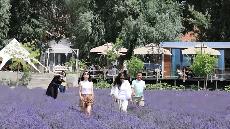 游客在第四师可克达拉市树夏民宿附近的薰衣草田游玩 杨俊钦 摄.jpg 游客在第四师可克达拉市树夏民宿附近的薰衣草田游玩 杨俊钦 摄.jpg