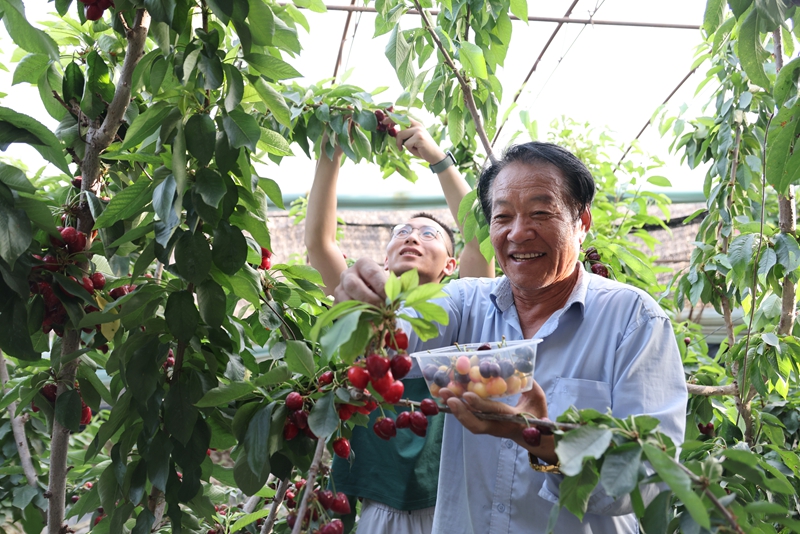 红星一场三连设施农业大棚樱桃喜获丰收。资料图片。第十三师融媒体中心记者张国锋摄.jpg 红星一场三连设施农业大棚樱桃喜获丰收。资料图片。第十三师融媒体中心记者张国锋摄.jpg