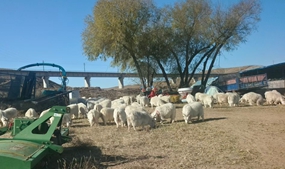 达拉特旗枳机塔村：养羊“领头羊”带火致富路 乡村振兴绘就现代小康图