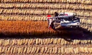 贾家营村：山泉稻香话振兴 长白山脚的丰收新图景