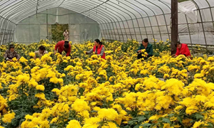 骆驼项村：金菊开出“致富花” 香飘乡村振兴路