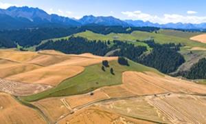 金种藏“芯”力 沃野庆丰年