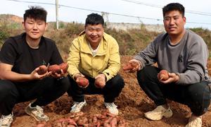 科技破局 华沟村滩地晚茬红薯唱响富民歌