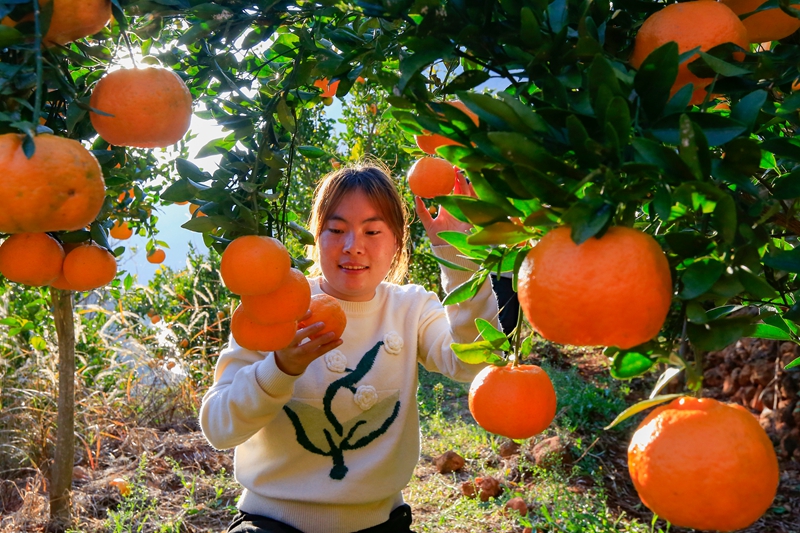 12月18日，在威宁自治县海坪村橘子种植基地，游客在采摘橘子。（赵庆能  摄）.jpg