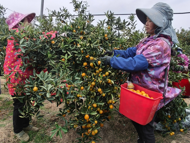 图6 在融安县金桔产业示范区,村民在忙着采摘金桔_.jpg 图6 在融安县金桔产业示范区,村民在忙着采摘金桔_.jpg