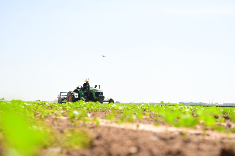 新疆生产建设兵团第六师新湖农场职工正在开展棉花中耕作业。 张静 摄.jpg 新疆生产建设兵团第六师新湖农场职工正在开展棉花中耕作业。 张静 摄.jpg