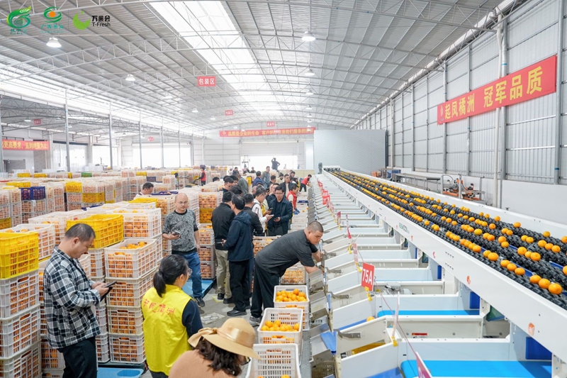 采购商到沃柑企业考察交流.jpg 采购商到沃柑企业考察交流.jpg