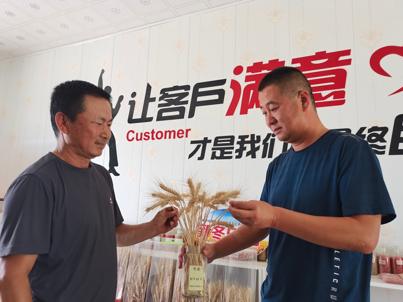 谢建仁向奇台农场十九连职工严万国(左)介绍新冬52号种子。周婷婷 摄.jpg 谢建仁向奇台农场十九连职工严万国(左)介绍新冬52号种子。周婷婷 摄.jpg