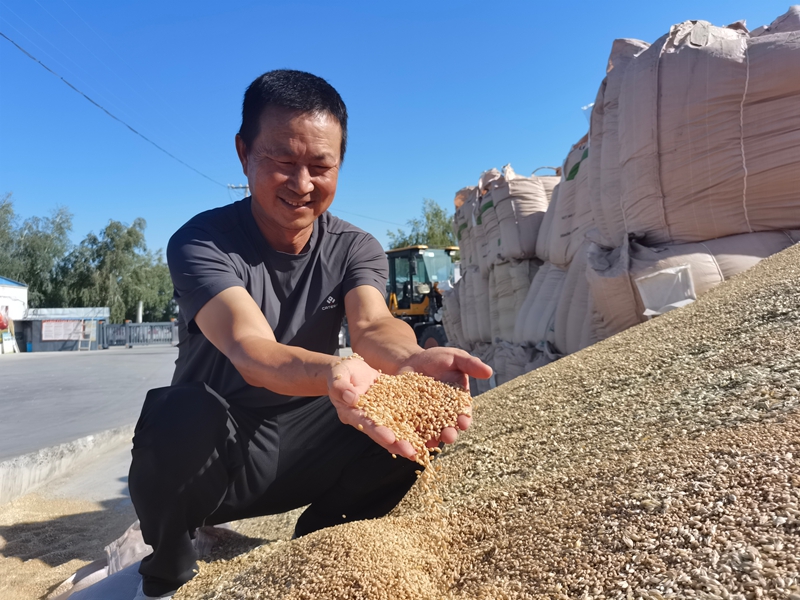 看着自己交售的优质原种,严万国喜笑颜开。周婷婷 摄.jpg 看着自己交售的优质原种,严万国喜笑颜开。周婷婷 摄.jpg