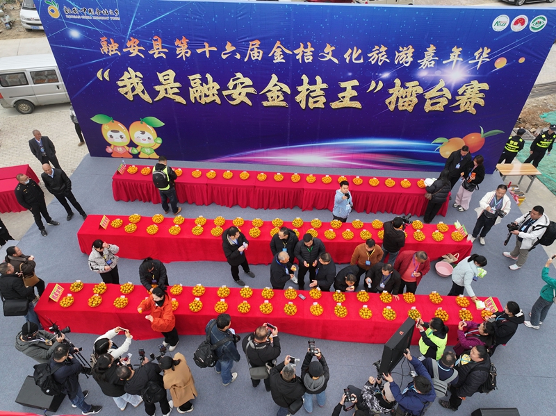 图2、“我是融安金桔王”擂台赛评比现场.jpg 图2、“我是融安金桔王”擂台赛评比现场.jpg