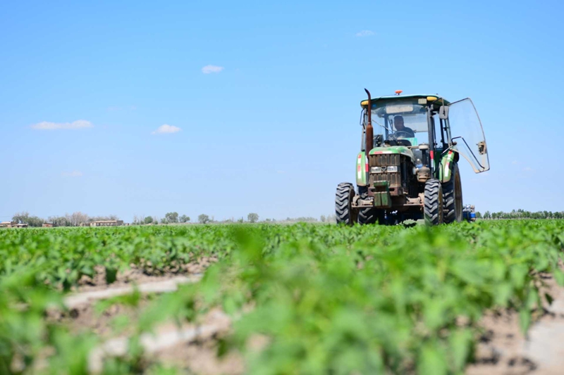 新疆生产建设兵团第六师新湖农场职工正在开展棉花中耕作业。 张静 摄1.jpg 新疆生产建设兵团第六师新湖农场职工正在开展棉花中耕作业。 张静 摄1.jpg