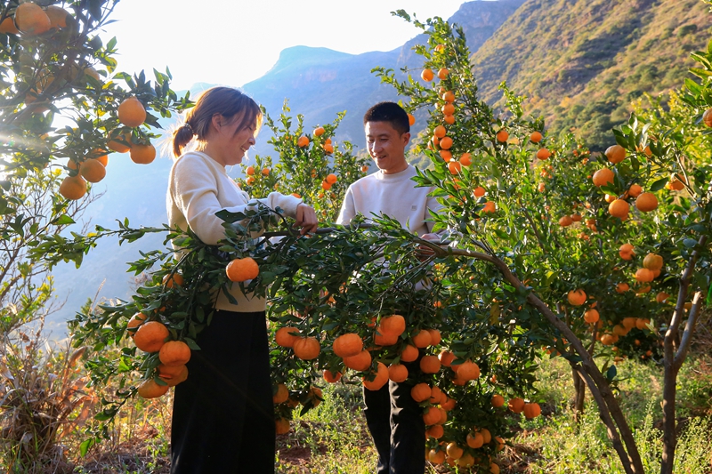 12月18日，在威宁自治县海坪村橘子种植基地，游客在采摘橘子。（卯升林 摄） (2).jpg