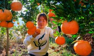 贵州威宁：“三跑地”上结硕果 橘子园里话丰收