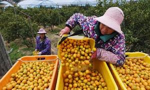全产业链产值近100亿元!广西融安金桔串起乡村振兴“黄金链条”