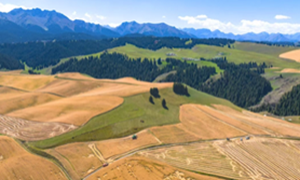 金种藏“芯”力 沃野庆丰年