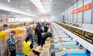 直击源头,爆款预定!广西秋冬优果“沉浸式”推介