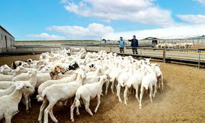 甘肃民勤:全链牧歌新 “羊”帆再起航