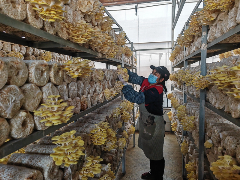 村民采摘忙不停 王文英 摄.jpg