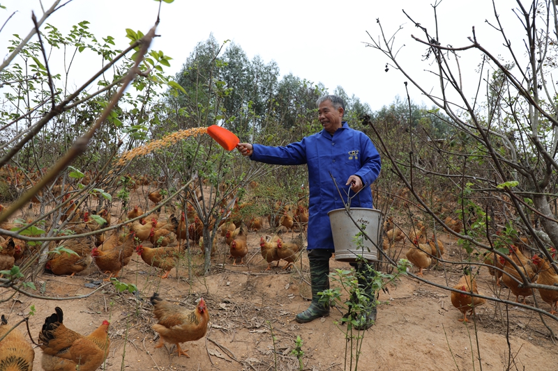 养殖工人韦信标正在喂养土鸡 徐肖玲 摄.jpg